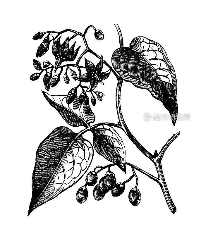 古玩植物学插图:龙葵(bittersweet, bittersweet nightshade, bitter nightshade)